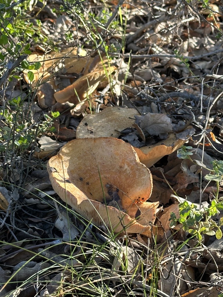 Lactarius alnicola · November 2025 · photo: © irinamitine (iNaturalist, cc-by)