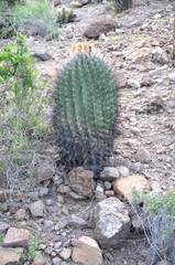 Ferocactus emoryi rectispinus