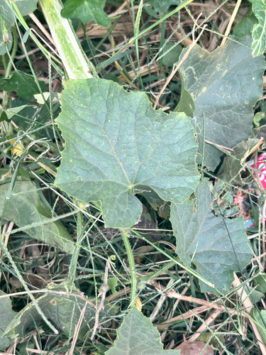 Muskmelon