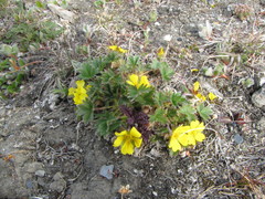 Potentilla hyparctica