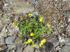 Potentilla hyparctica