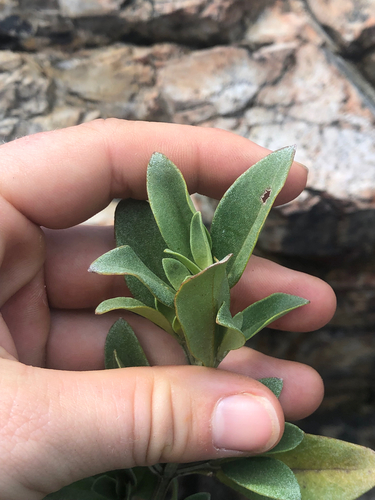 Prostanthera porcata, 2025-10-20