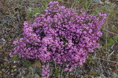 Erica umbellata