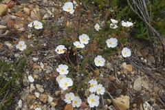 Cistus umbellatus