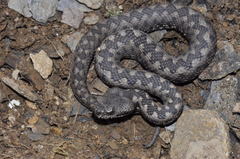 Vipera latastei