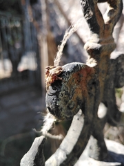Neoscona crucifera