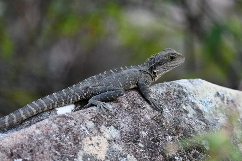 Australian Water Dragon, photo 3 of 10
