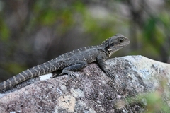 Eastern Water Dragon photo 3