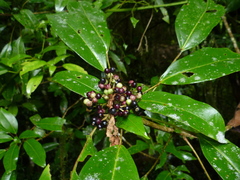 Dendropanax
