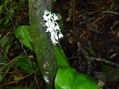 Calanthe calanthoides