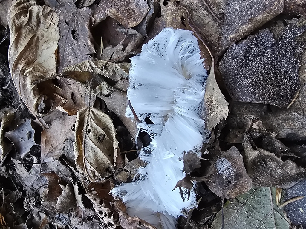 Exidiopsis effusa · November 2025 · photo: © aurelijusnarb (iNaturalist, cc-by)