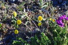 Potentilla × prostrata