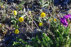 Potentilla × prostrata