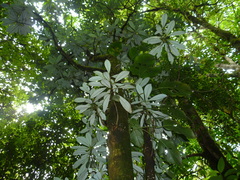 Drimys granadensis