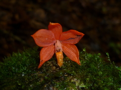Prosthechea vitellina