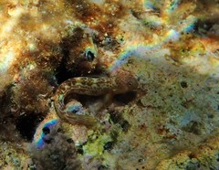 Microlipophrys canevae