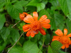 Pseudogynoxys chenopodioides