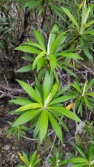 Macrolearia angustifolia