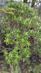 Macrolearia angustifolia