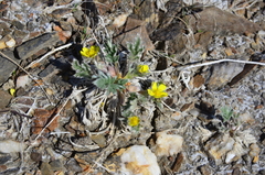 Potentilla pulchella