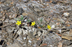 Potentilla pulchella