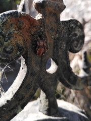 Neoscona crucifera
