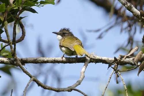 Cinereous Bulbul (Hemixos cinereus), photo 6