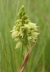 Orthochilus foliosus