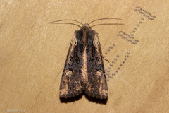 Ichneutica omoplaca