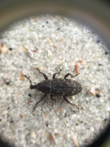 Southern Pine Root Weevil