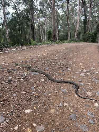 Diamond Python sighting