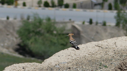 Common Hoopoe