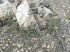 Potentilla pulchella