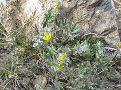 Potentilla pulchella