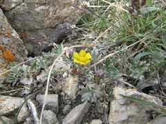 Potentilla pulchella