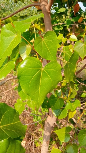 Indian tulip tree