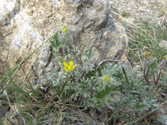 Potentilla pulchella