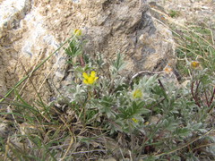 Potentilla pulchella