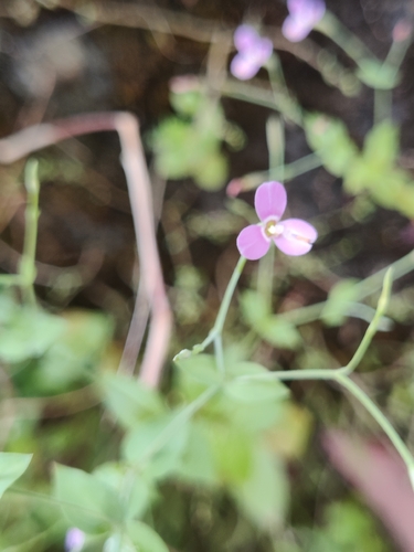 Spreading Canscora (Canscora diffusa)