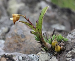 Polystachya sandersonii