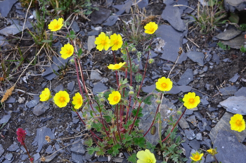 Potentilla tikhomirovii