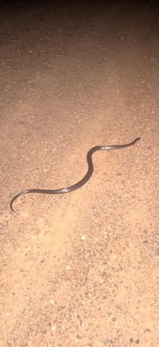 Small-eyed Snakes sighting