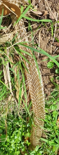 Tiger Snake sighting
