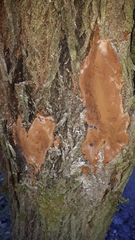 Phellinopsis conchata