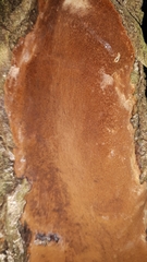 Phellinopsis conchata