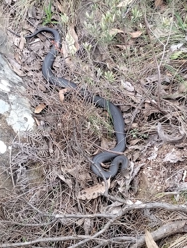 Highlands Copperhead sighting