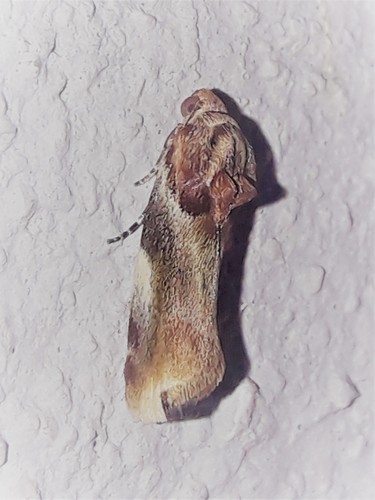 Spragueia lepus