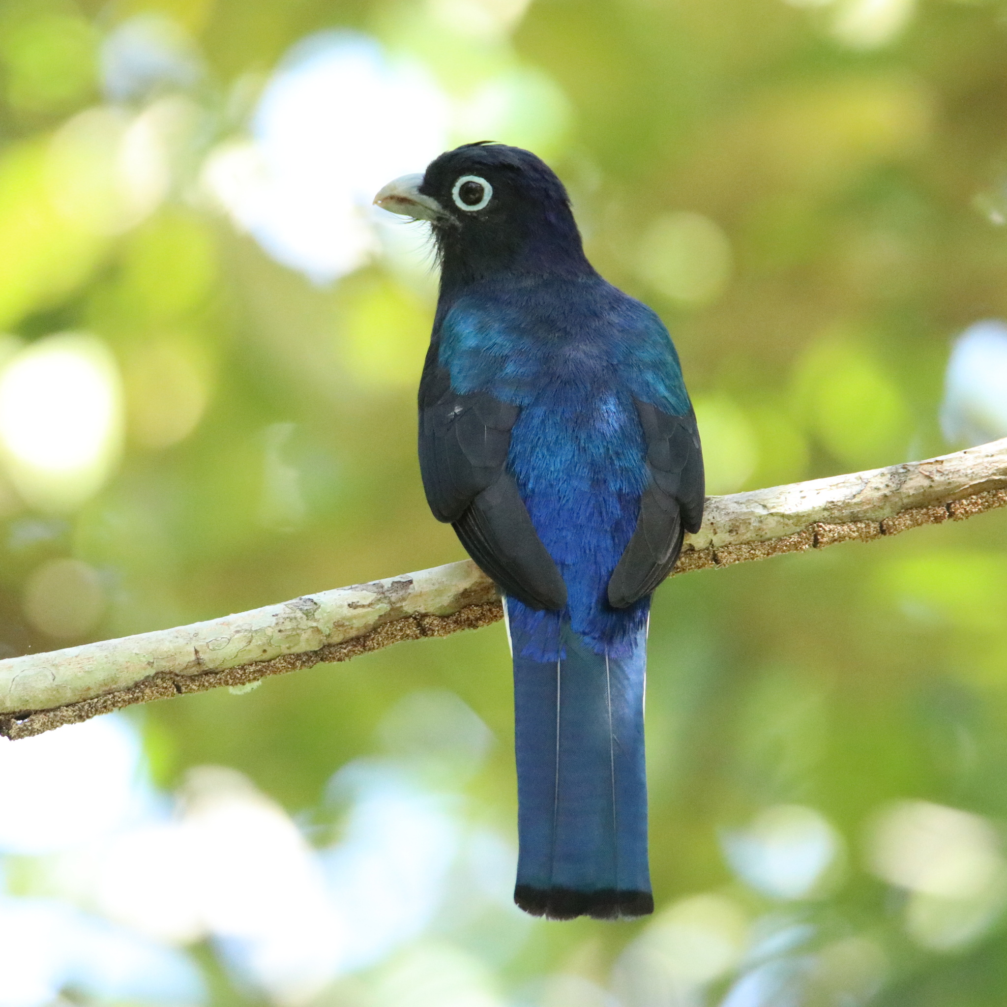 White-tailed Trogon (Trogon chionurus)
