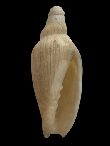 Nannamoria
