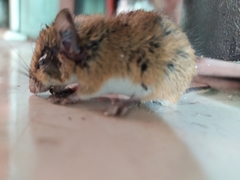Peromyscus yucatanicus